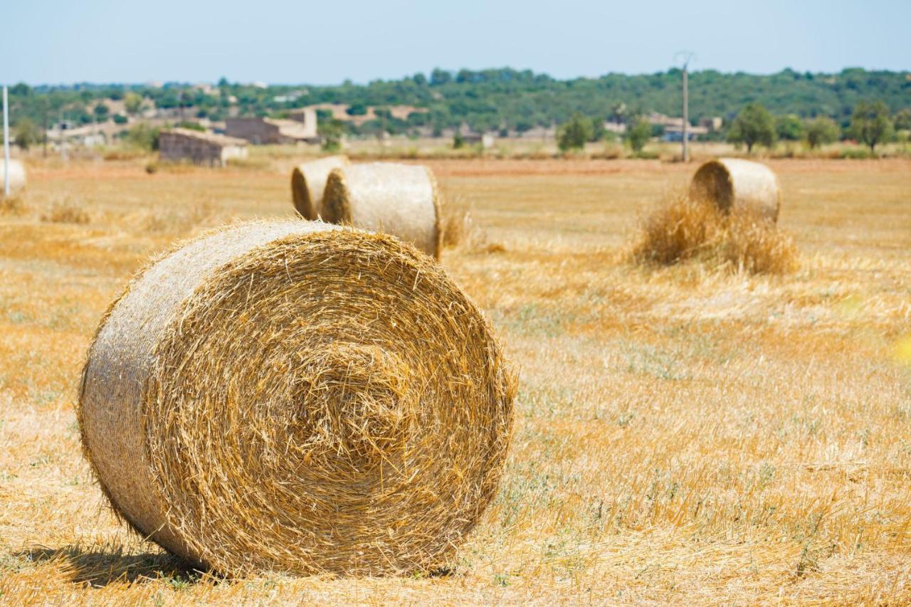 249 Finca Son Alcaines Petit Etv7648 By Mallorca Charme Sineu  Εξωτερικό φωτογραφία